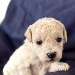 Ariel - Cream female Goldendoodle puppy in Repton, Alabama from Hopkins Doodle Pups