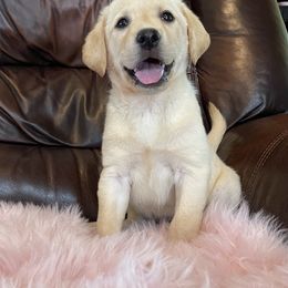 Stormy - Labrador Retriever puppy in Harrison, Arkansas from Brandywine Labradors