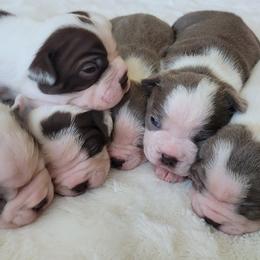 Boston Terrier Puppies from Mei's Boston Terriers
