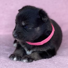Pomsky Puppies from Brent Bauer