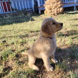 Purple Boy - Dark golden Golden Retriever puppy in Payson, Arizona from Bullet Retrievers