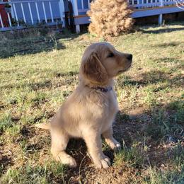 Purple Boy - Dark golden Golden Retriever puppy in Payson, Arizona from Bullet Retrievers