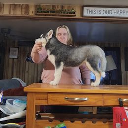 Siberian Husky Puppies from Spirit of the Moon Siberians