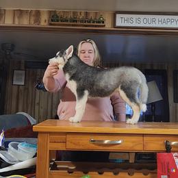 Siberian Husky Puppies from Spirit of the Moon Siberians