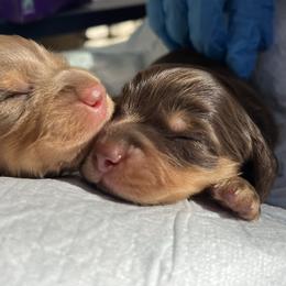 Hershey - Chocolate and tan male Dachshund puppy in Lake Mary, Florida from Lakeside Doxies