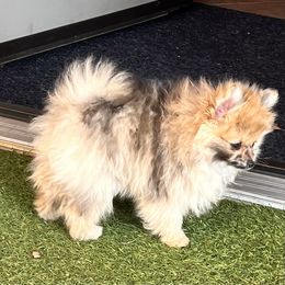 Girl - Chocolate merle Pomeranian puppy in Harrison, Michigan from Rashell's Puppies