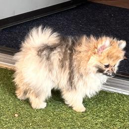 Girl - Chocolate merle Pomeranian puppy in Harrison, Michigan from Rashell's Puppies