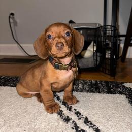 Dachshund Puppies from Golden Creek Farm