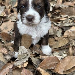 Boy 4 - Brown and white male Aussiedoodle puppy in Hillsboro, Illinois from Perfect Paws Puppies