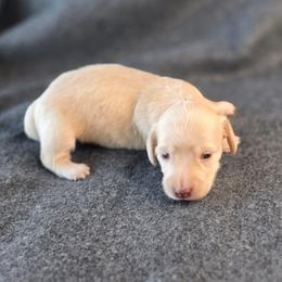Rose - Cream female Dachshund puppy in Tucson, Arizona from Crowned Doxies