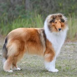 Redmond - Collie