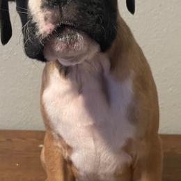 Boxer Puppies from Rose’s Supercharged Boxers