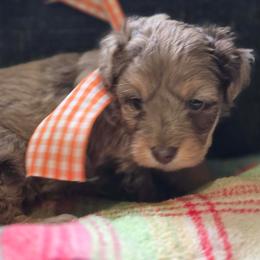 Boy 3 - Brown merle male Aussiedoodle puppy in Junction, Utah from Sugar Doodles