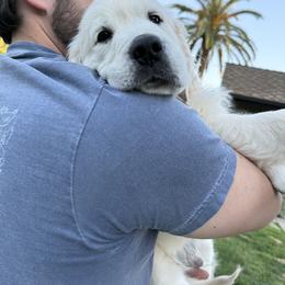 Golden Retriever Puppies from Sanctuary Ranch Goldens