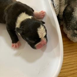 Boston Terrier Puppies from Holly's Boston Terriers