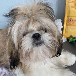 Shih Tzu puppies from Shih Tzu Shenanigans