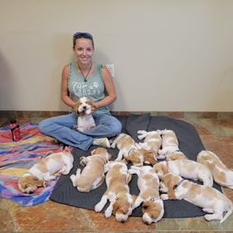Basset Hound Puppies from For the Love of Long Ears AKC purebred Basset Hounds