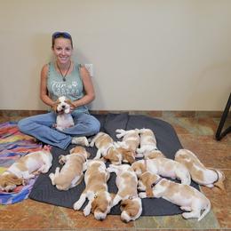 Basset Hound Puppies from For the Love of Long Ears AKC purebred Basset Hounds