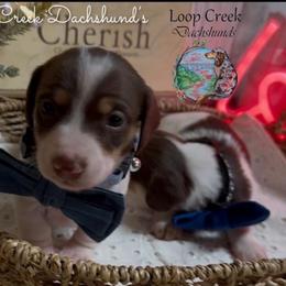 Ronnie - Piebald male Dachshund puppy in Fayetteville, West Virginia from Loop Creek Dachshunds