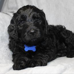 Comet - Black male Goldendoodle puppy in Howard City, Michigan from Doodles and Chaos