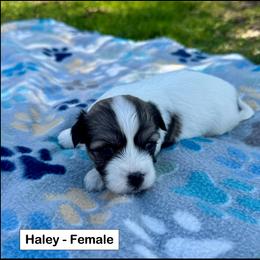Haley - Black and white female Coton de Tulear puppy in Mead, Oklahoma from Bar W Cotons