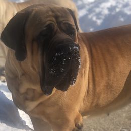 Mastiff All Grown Up from M K Mastiffs