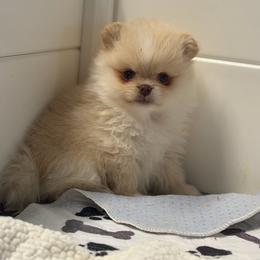 Grace - Cream female Pomeranian puppy in Newport Beach, California from Exotic City Pomeranians and chihuahuas