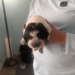 Stormy - Black and white male English Springer Spaniel puppy in Egg Harbor, New Jersey from Whispering Cedars Springer Spaniels NJ