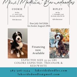 Bernedoodle puppies from Lakeside Doodles