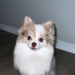 London - Pomeranian