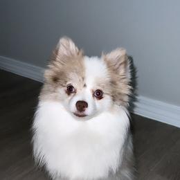London - Pomeranian