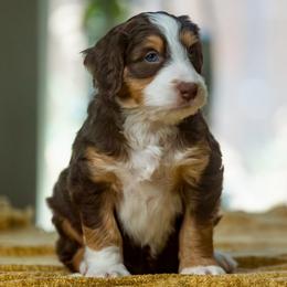 Andy - male Australian Mountain Doodle puppy in Cortez, Colorado from Sassy Pants Pups