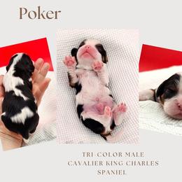 Poker - Tri-color male Cavalier King Charles Spaniel puppy in Tyler, Texas from Kalon Cavaliers