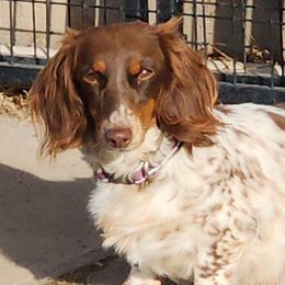 Piper - Dachshund