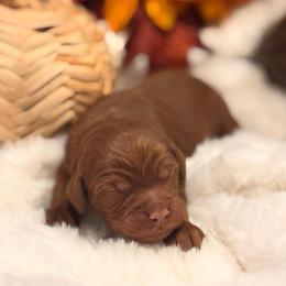 Maple - Red  female Goldendoodle puppy in Washington, Utah from Elsie Lane Doodles