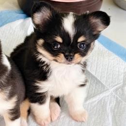 Princess Diana.(pending ) - Black and white female Chihuahua puppy in Santa Rosa Beach, Florida from Eva's Chihuahua