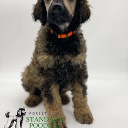 Poodle Puppies from Forest City Standard Poodles