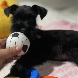 Kenzie - Black female Miniature Schnauzer puppy in San Diego, California from KMS-Miniature Schnauzers