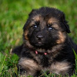 German Shepherds from Latti’s German Shepherds