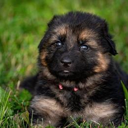 German Shepherds from Latti’s German Shepherds