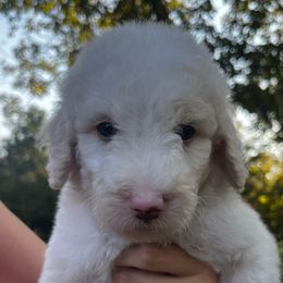 Waylon - White male Sheepadoodle puppy in Fayette, Alabama from Luxapallila Sheepadoodles