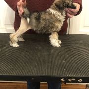 Lowchen Puppies from Ashford Kennel