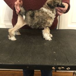 Lowchen Puppies from Ashford Kennel