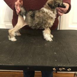 Lowchen Puppies from Ashford Kennel