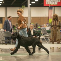 Giant Schnauzer All Grown Up from Preston Schnauzers