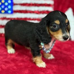 Anna - Black and tan female Dachshund puppy in Lincoln, Arkansas from Red Dirt Dachshunds