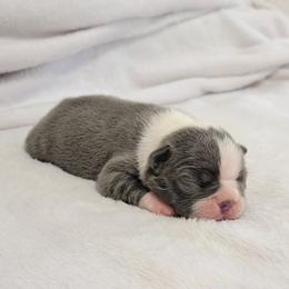 Boston Terrier Puppies from White Valley Boston Terriers