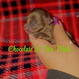 Boy 3 - Chocolate and tan male Pomeranian puppy in Albany, Oregon from Purrs N Poms