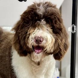 Molly - Sheepadoodle