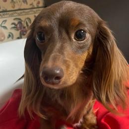 Brownie - Dachshund